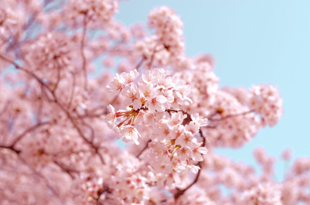 Le mochi glacé sakura fleurs de cerisiers